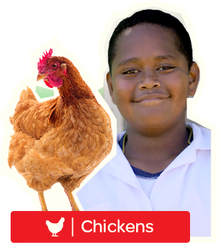 Buy a Chicken for Charity - Postal Gift Card